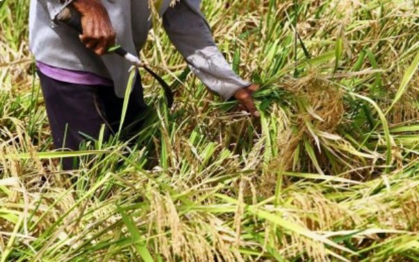 DA Eyes P10-B Presidential Aid Fund to Support Farmers and Fishers