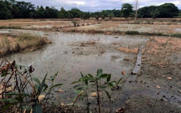 Shear Line Inflicts P942 Million in Agricultural Damage in Davao Region