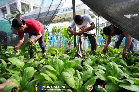 Muntinlupa Invites &lsquo;Muntifarmers&rsquo; to Join Urban Agriculture Technology Competition