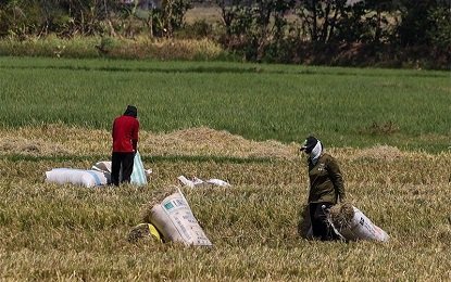 Tighter control over rice imports, direct buying from farmers eyed